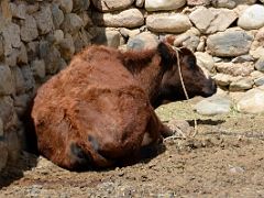25 Cow Resting In A Rock Enclosure In Yilik Village On The Way To K2 China Trek.jpg